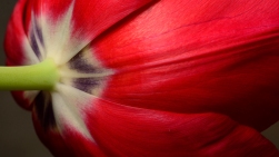 Vivid Tulip